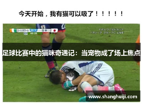 足球比赛中的猫咪奇遇记：当宠物成了场上焦点